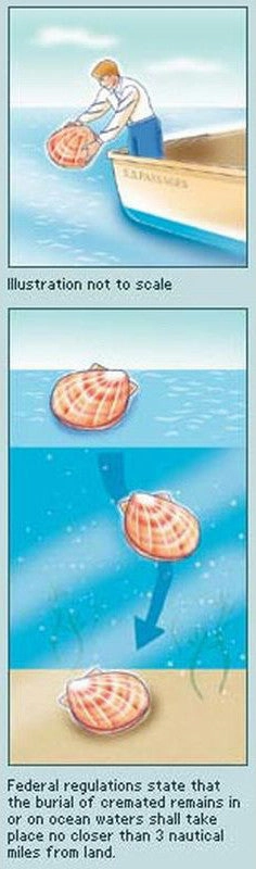 Biodegradable  Companion Shell Water Scattering Urn - Coral