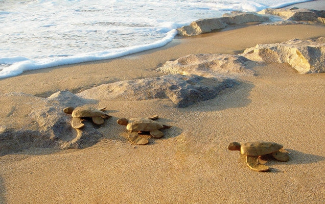 Biodegradable Paper Turtle Water Burial Urn